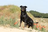 BEAUCERON 285